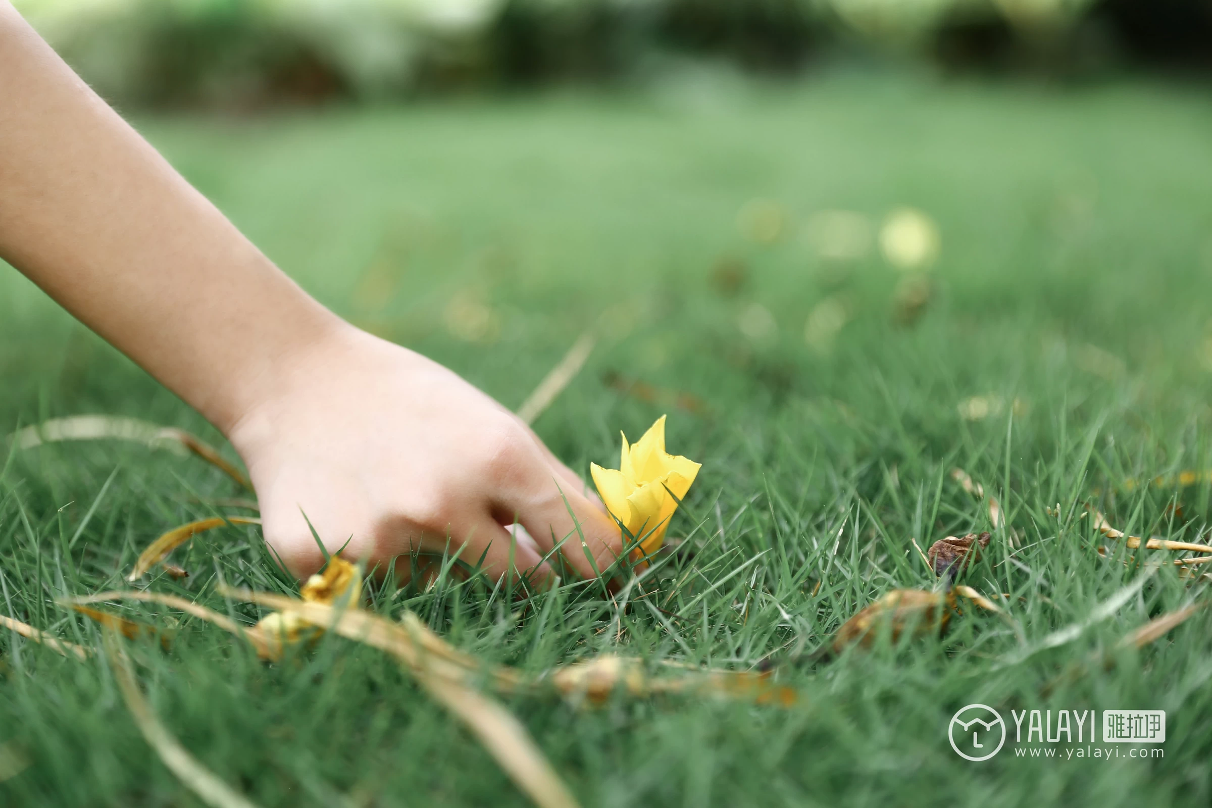[YALAYI雅拉伊]NO.026 花儿少女 兔洱 白色背心加牛仔热裤性感私房写真集第11张